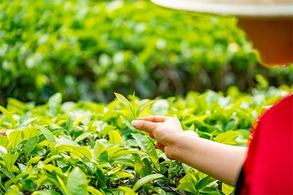 10 Surprising Tree Products You Use Every Day