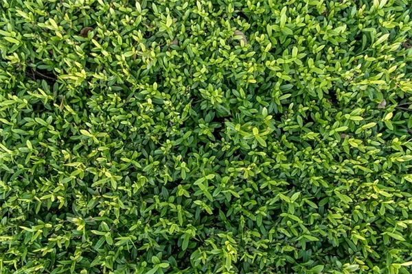 Boiling Water Weed Control: 3 Common Mistakes Most Gardeners Make