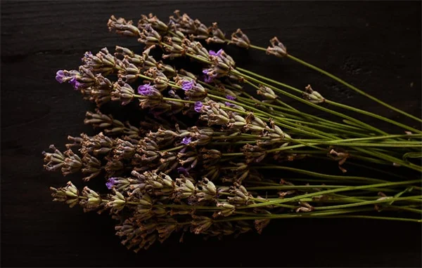 5 August Garden Tasks South-Central Gardeners Get Wrong